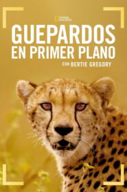 Guepardos en primer plano con Bertie Gregory (2026)